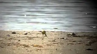 Citrine Wagtail - Motacilla citreola, Halásztelek, Hungary