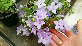 Кампанула или жених и невеста.