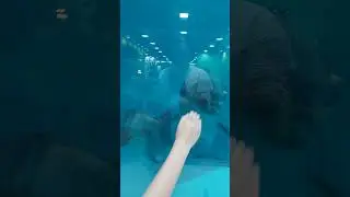 лазаревское, дельфины