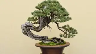 Gafu-Ten Shohin Bonsai Show 2017 Part 1