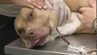 Cães e gatos doam sangue para salvar a vida de outros animais