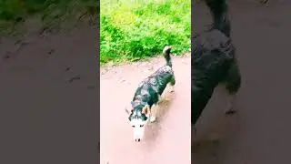 красивый щенок не смогла отвести глаз
