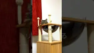 あまりにもリラックスしてる猫/A very relaxed cat #shorts