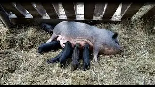 Маленькие поросята кушают молоко. Фельдман Парк. Харьков