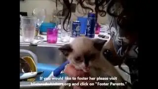 2 Minutes of Bianca the Kitten's Life -- Bath Time!