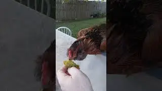 Chicken approved Organic Tomato! #garden #gardening