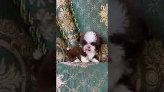 CUTE SHITZU DOG 