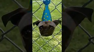 Pug Party #cuteanimals #pug #dog #pugnation #cutedogs #cutepets #puglife #funny #puggy