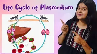Life cycle of Plasmodium | Human health and Disease|Vijita Sharma