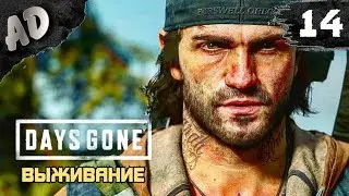 НОВЫЙ ЛАГЕРЬ Прохождение Days Gone Жизнь После на Русском #14