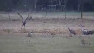Sandhill Cranes