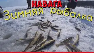 Зимняя рыбалка на острове Сахалин / Навага