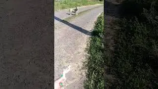 1 Новенькая 🐕 на дачах