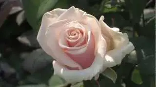 JMP Flowers English version
