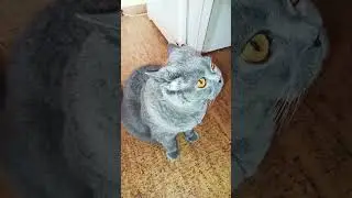 кот Жорик 🐱🐱🐱 