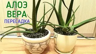 Алоэ вера пересадка. Комнатные растения. Суккуленты.