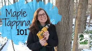 How to Tap Backyard Maple Trees