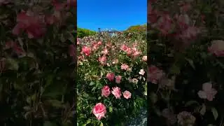 バラ、めっちゃ咲いてる(^^)