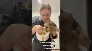 Наверно это любовь ❤️ А как вас встречают с работы?)
