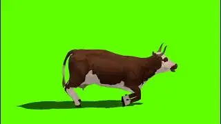 Cow 3d Green Screen Video Footage Free 