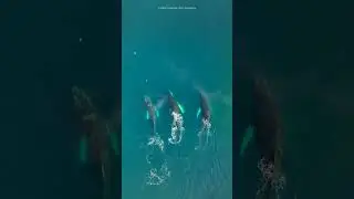 Do you know about whale superhighways? 🐳 #conservation #wildlife #nature