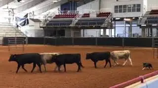 17/11/03-Mouzer, Texas Shootout-cows