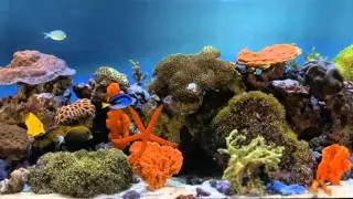 ****Some Stunning 4K Aquarium Tanks for Relaxation #3****