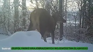 Film zarejestrowany za pomocą foto-pułapek (teren PK Beskidu Małego) - JELEŃ