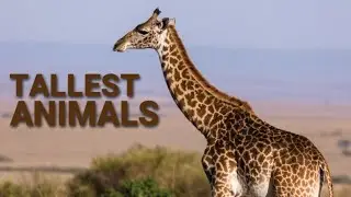 Tallest Animals In The World!!