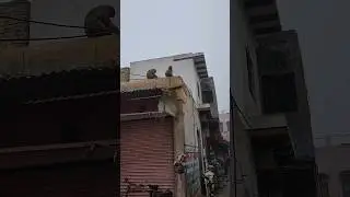 caminando en la India, changos