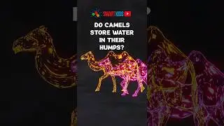 🐫 Do camels store water in their humps?