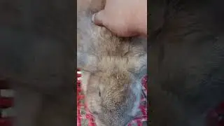 Don't Touch Me I'm Preggy | Preggy Bunny Crying Sound #rabbits #rabbit #preggybunny
