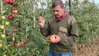 Редкий сорт "Гала Шнитцер", мои наблюдения.