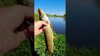 Хорошая рыбалка + погода радует.