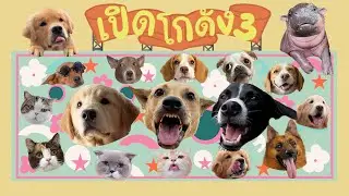 เรากำลังทำ เทศกาลสัตว์เลี้ยงระดับชาติ
