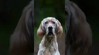 Английский сеттер! Невероятно нежная собака ❤️