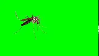 GREEN SCREEN MOSQUITO