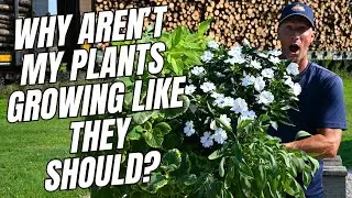 Why Aren't My Plants Growing Like They Should?