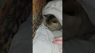 котейка залез под одеяло 