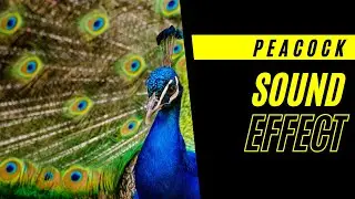 Peacock Sound Effect (Copyright free)