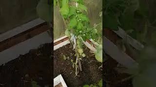 Одному стыдно стало....