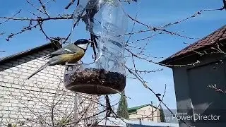 Скрытая камера у птичьей кормушки