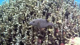 Kona, Hawaii  2014