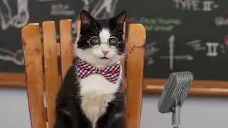 Dr. Elsey’s Purrfessor Cat™ - Sassy in Seattle - Cat Attract™ Litter