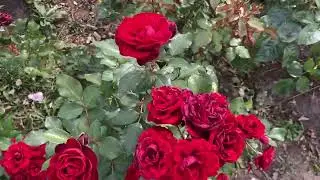 Роза Лаваглют
