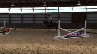 Spectacular Imported Large Pony Hunter