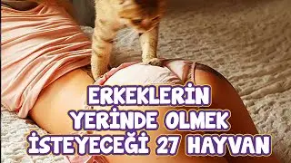 Erkeklerin Yerinde Olmak İsteyeceği 27 Hayvan - Komik Kediler