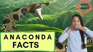Fun Anaconda Facts!