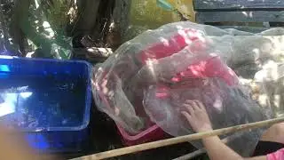 câu cá