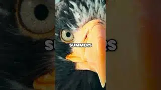 Steller's Sea Eagles Majestic Raptors of Japan